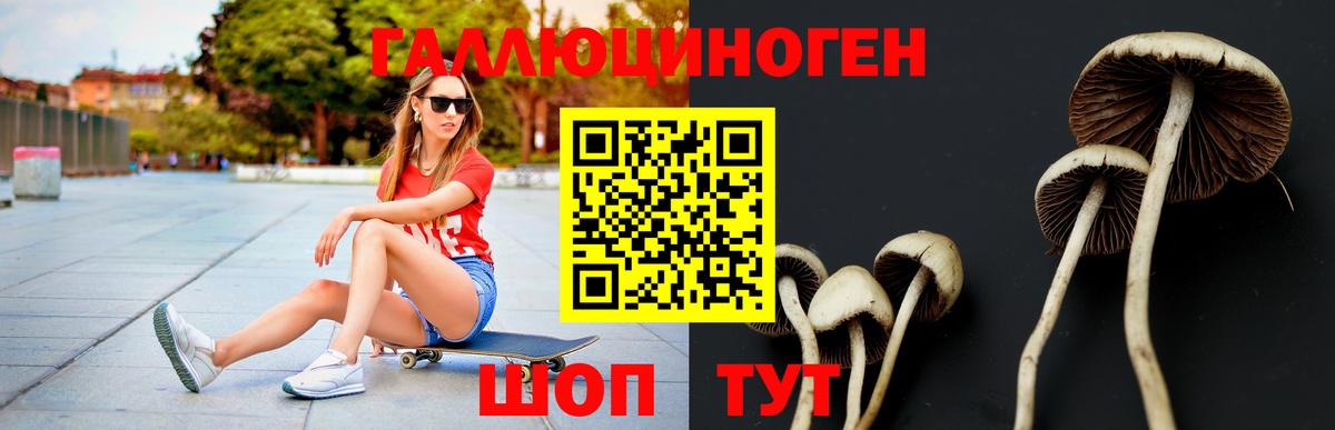 Галлюциногенные грибы Psilocybe Реутов